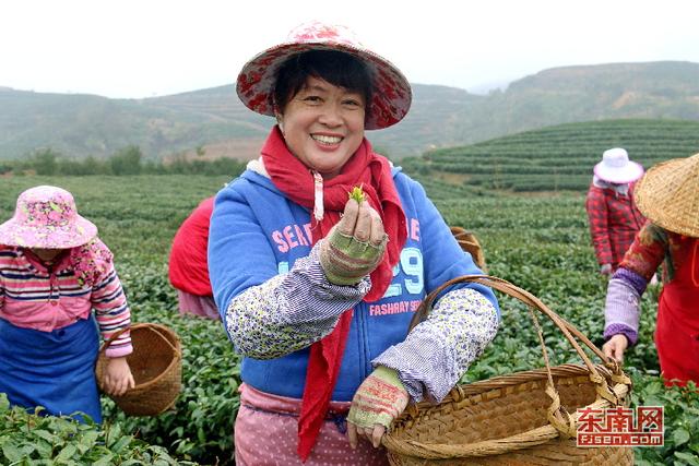 霞浦:茶農忙采“元宵茶”