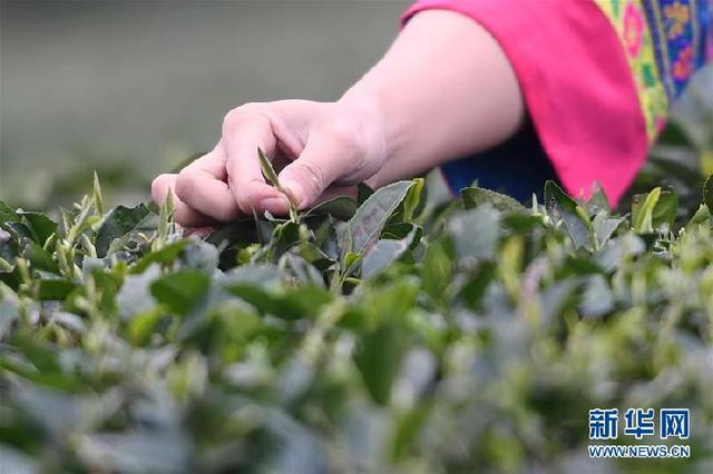福鼎茶鄉迎來白茶開茶季 