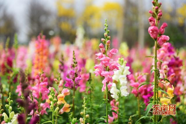 泉州這片金魚草彩虹花海美翻天