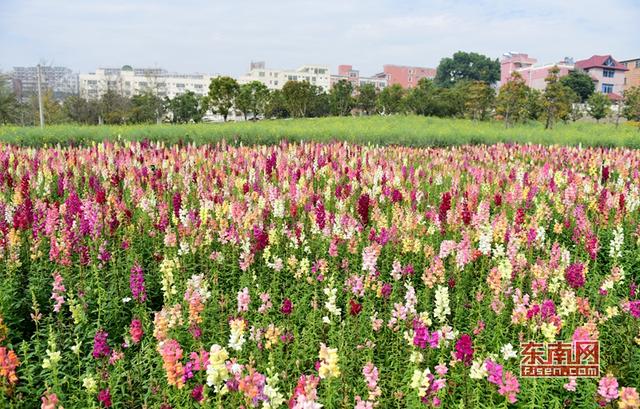 泉州這片金魚草彩虹花海美翻天