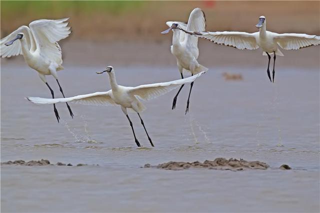 福建十支觀鳥隊伍展開業(yè)務(wù)大比拼 共觀測記錄到87種鳥 