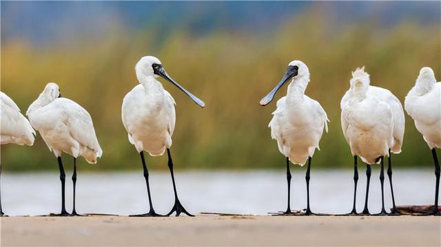 福建十支觀鳥隊伍展開業(yè)務(wù)大比拼 共觀測記錄到87種鳥 