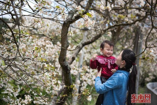 永春：與花相約尋訪春天 