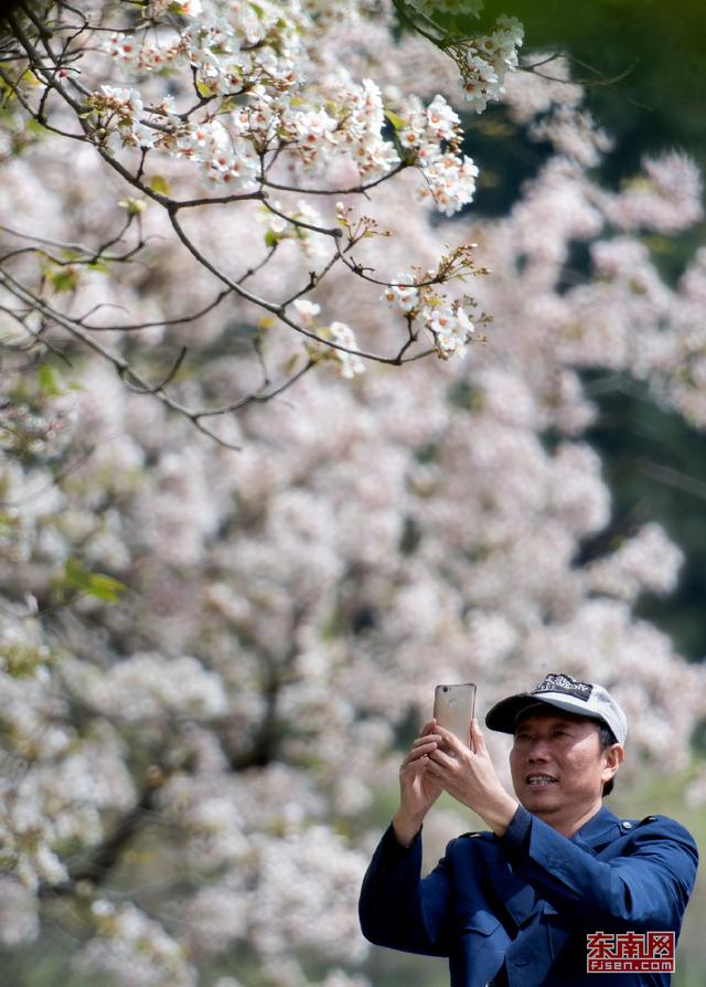 永春：與花相約尋訪春天 