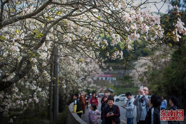 永春：與花相約尋訪春天 