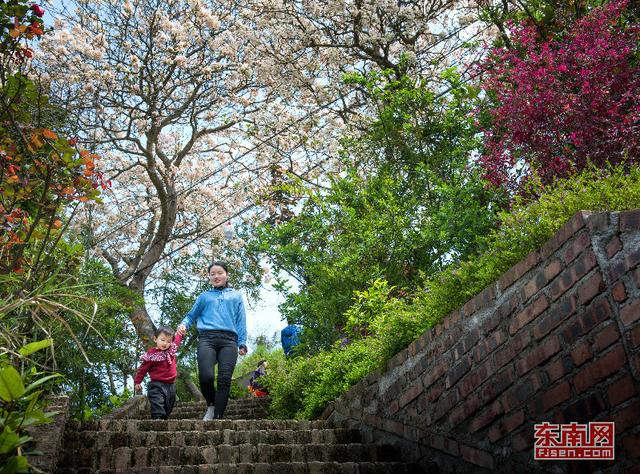 永春：與花相約尋訪春天 
