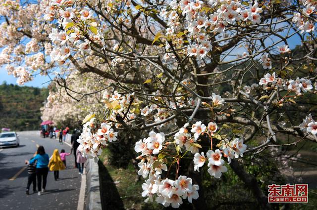 永春：與花相約尋訪春天 