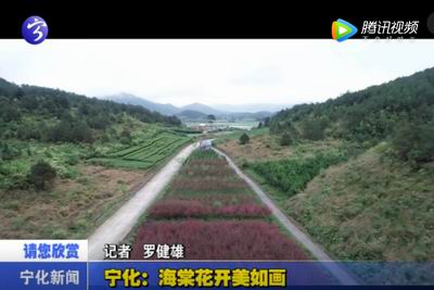 寧化：海棠花開美如畫