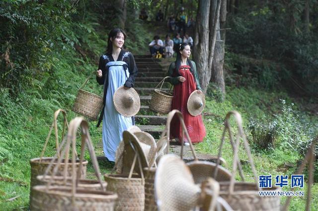 福建武夷山：采茶體驗游 