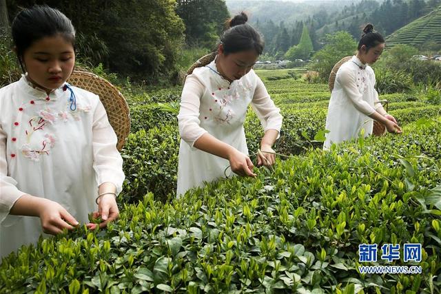 福建武夷山：采茶體驗游 