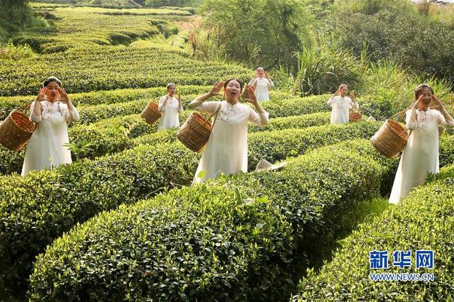 福建武夷山：采茶體驗游 