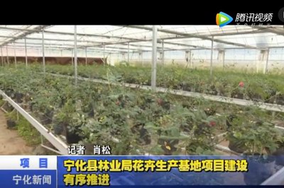 寧化縣林業局花卉生產基地項目建設有序推進