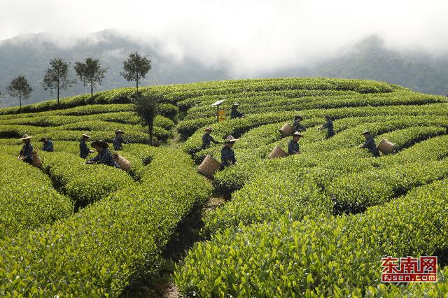 武夷山朝陽(yáng)茶農(nóng)祭茶喊山開(kāi)采 