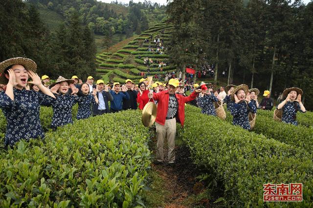 武夷山朝陽(yáng)茶農(nóng)祭茶喊山開(kāi)采 