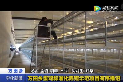 方田鄉蛋雞標準化養殖示范項目有序推進
