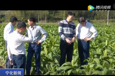 中國農業(yè)科學院煙草研究所來寧調研煙葉生產工作