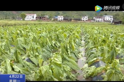 遭遇極端天氣襲擊 泉上2300畝農作物受災