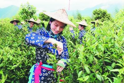 2019安溪開茶節舉行