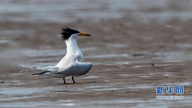 “神話之鳥”現身閩江沙洲