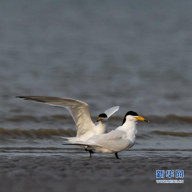 “神話之鳥”現身閩江沙洲