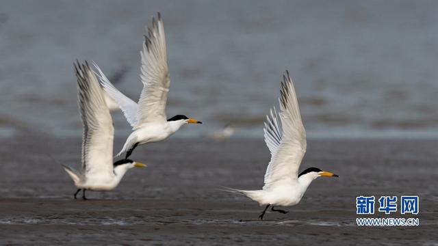“神話之鳥”現身閩江沙洲