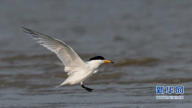 “神話之鳥”現身閩江沙洲