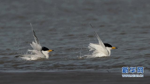 “神話之鳥”現身閩江沙洲