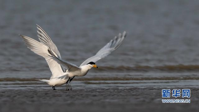 “神話之鳥”現身閩江沙洲