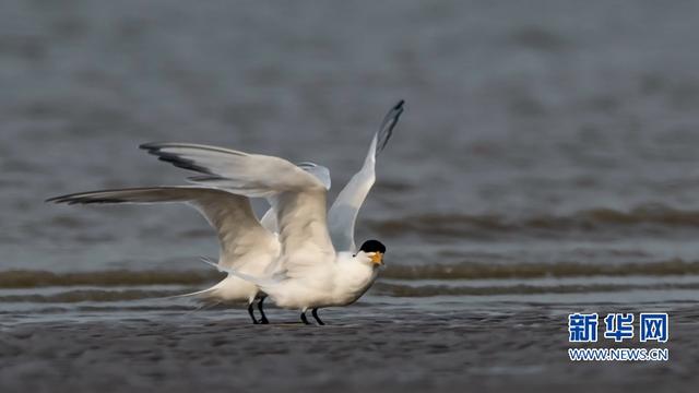 “神話之鳥”現身閩江沙洲