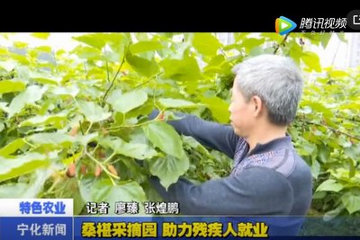 桑椹采摘園 助力殘疾人就業