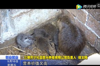 寧化村民傅太陽的養“鼠”記