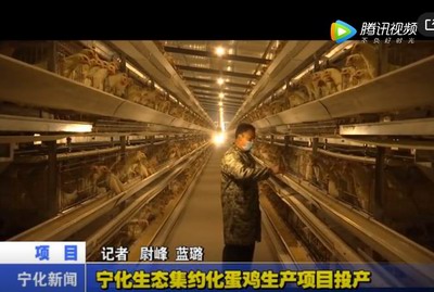 寧化生態集約化蛋雞生產項目投產