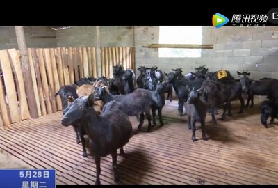 濟(jì)村鄉(xiāng)：高山養(yǎng)殖黑山羊 致富路上喜洋洋