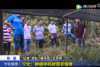 寧化：種植中藥材促農(nóng)增收