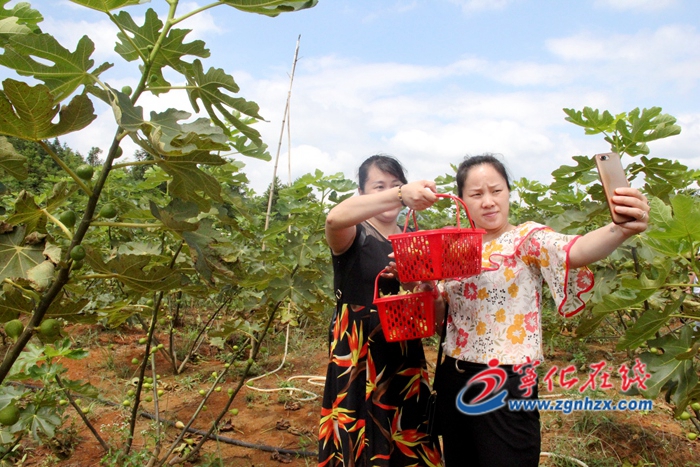 寧化無花果采摘正當季