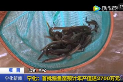 寧化：首批鰻魚苗預計年產值達2700萬元