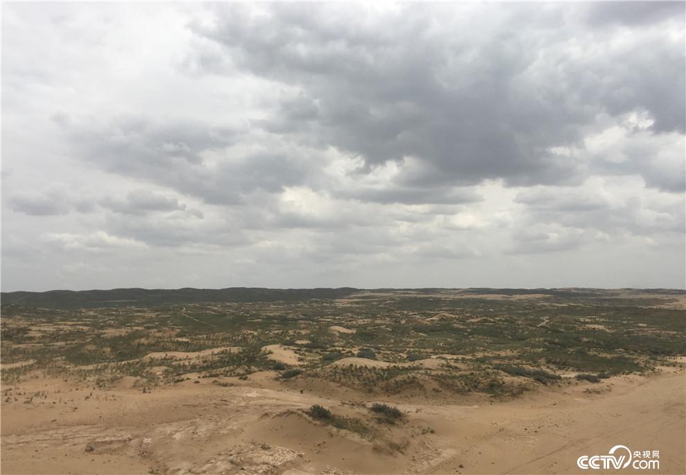 被綠色覆蓋的白芨灘