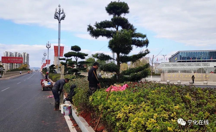 寧化城區(qū)中環(huán)路新種300余棵景觀樹