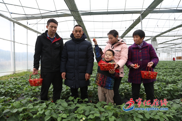 【新春走基層】寧化湖村鎮：“紅顏”草莓誘客來
