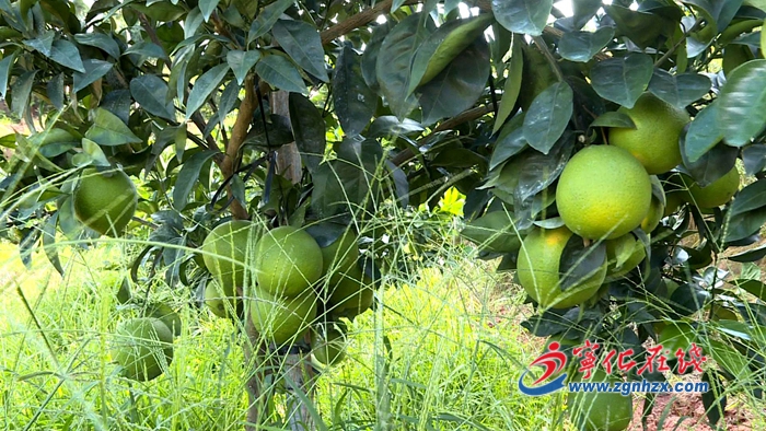 寧化淮土鎮：發展臍橙產業 擴寬致富之路