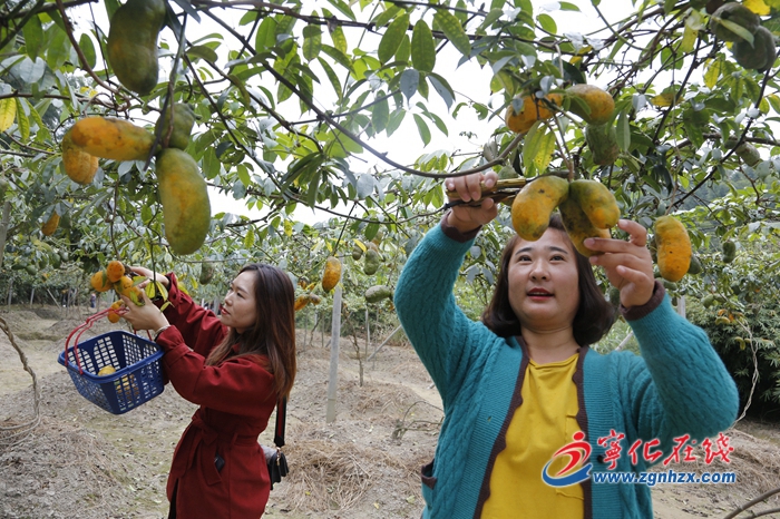 【鄉(xiāng)村振興】寧化：野果“家養(yǎng)”成增收致富果