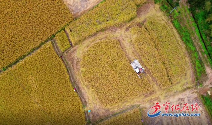 【滿意在三明】寧化：谷子收割機(jī)械化 農(nóng)民豐收樂開花