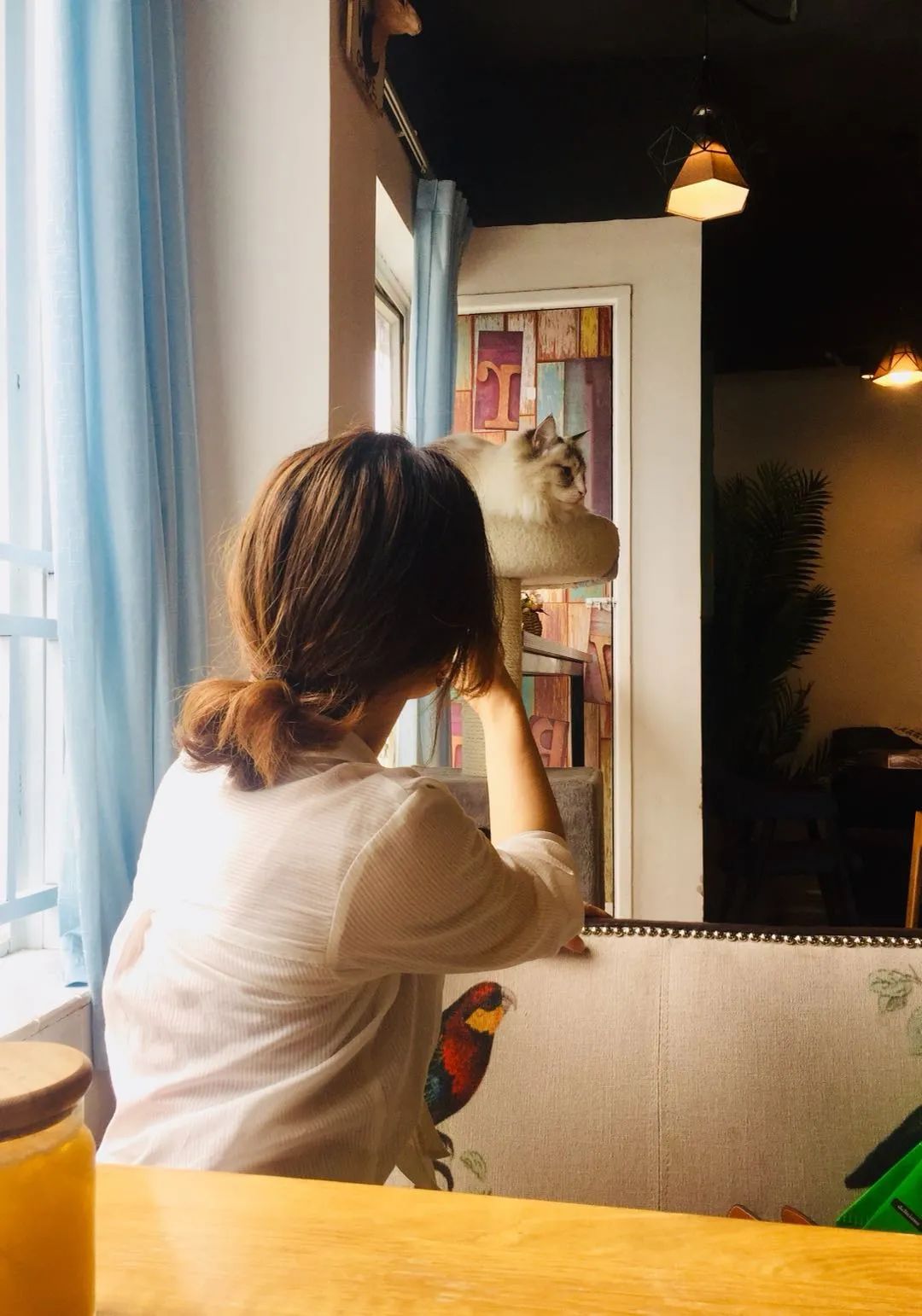 吸貓成癮，養貓“致貧”？年輕人催熱“貓咪經濟”