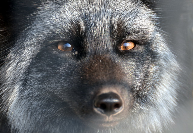 迷茫的野生動物養殖產業：1400萬從業者何處去