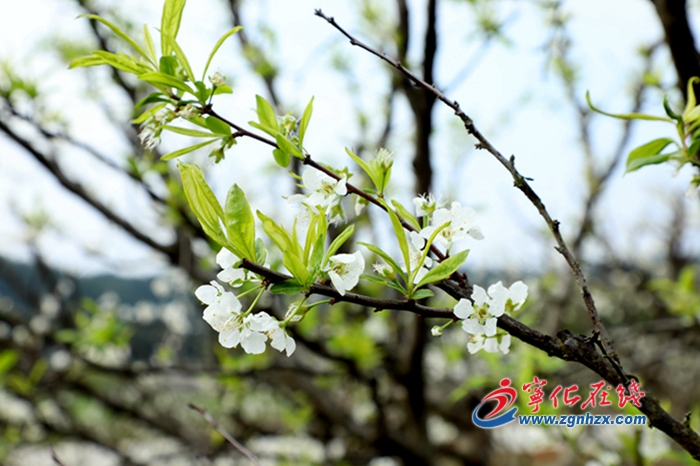 寧化：滿園春色花正香