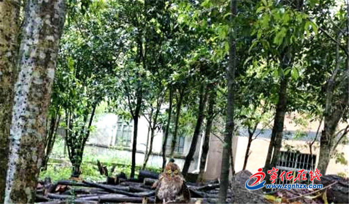 點(diǎn)贊！寧化曹坊林業(yè)站解救貓頭鷹放飛大自然