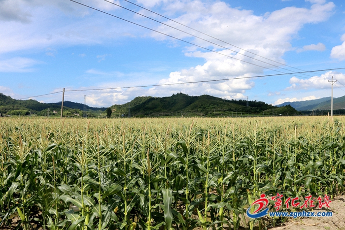 寧化湖村鎮：千畝水果玉米采摘上市