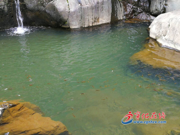 【中國綠都?最氧三明】寧化治平畬族鄉增殖放流3萬余尾魚苗