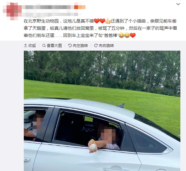 游客偷拿天鵝蛋，北京野生動物園回應(yīng)：深感遺憾