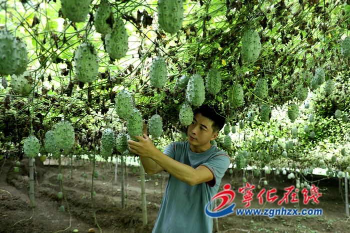 【鄉(xiāng)村振興】深山里的奇異果園